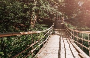 A wooden bridge stretches through a peaceful forest, bathed in sunlight.